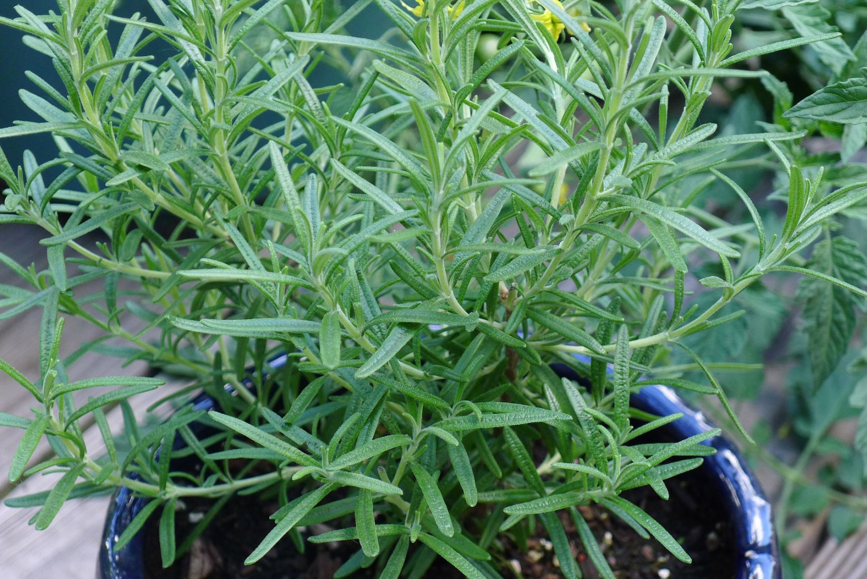 rosemary-1347087_1920.jpg